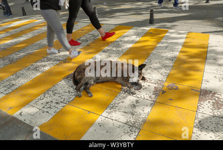 Die streunenden Hunde in der zebrastreifen, Istanbul, Türkei Stockfoto