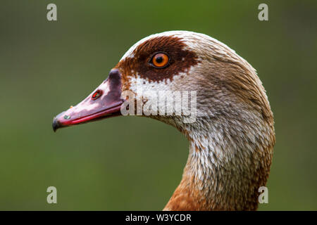 Nilgans, Nilgans (Alopochen aegyptiacus) Stockfoto