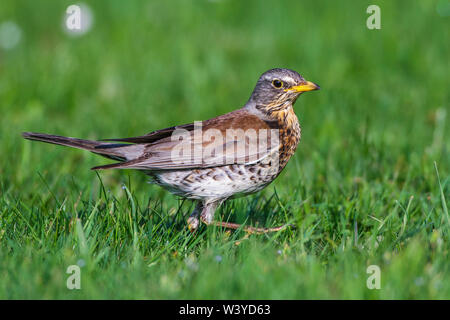 Wacholderdrossel, Wacholderdrossel (Turdus pilaris) Stockfoto