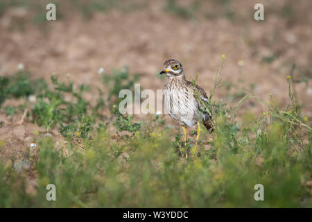 Eurasischen Stein - Curlew (Burhinus oedicnemus), Lleida, Katalonien, Spanien Stockfoto