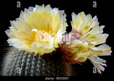 Exquisite gelb blühende Kakteen Notocactus Leninghausii, in voller Blüte. Stockfoto