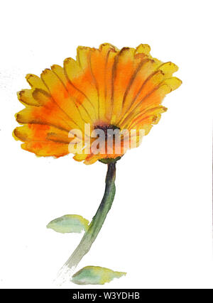 Handgezeichnete Aquarell-botanische Illustration der Calendula-Pflanze Stockfoto