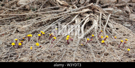 Der erste Frühling Blumen - Huflattich, Tussilago farfara Stockfoto