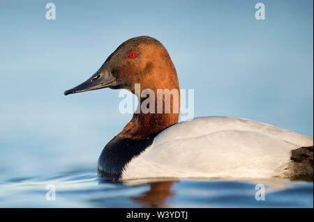 Ein männlicher Canvasback Ente schwimmt auf ruhige helle blaue Wasser in sanften Abendsonne mit einer glatten Hintergrund und ihren leuchtend roten Auge heraus. Stockfoto