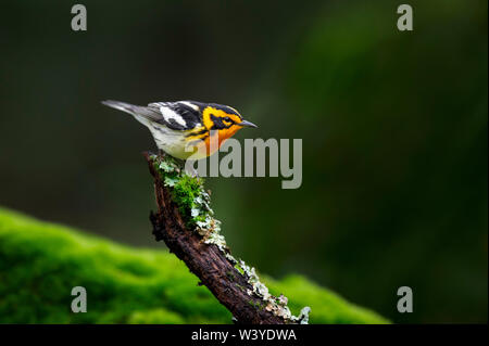 Ein helles Orange und Schwarz Blackburnian Warbler thront auf einem Zweig verkleidet in Flechten und Moos mit dunklem Hintergrund. Stockfoto