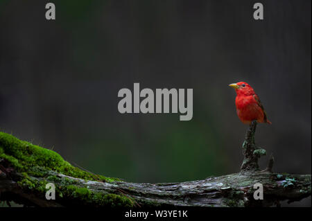 Eine helle rote Sommer Tanager thront auf einem Verwitterten mit hellen grünen Moos wächst es mit einer glatten dunklen Hintergrund anmelden. Stockfoto