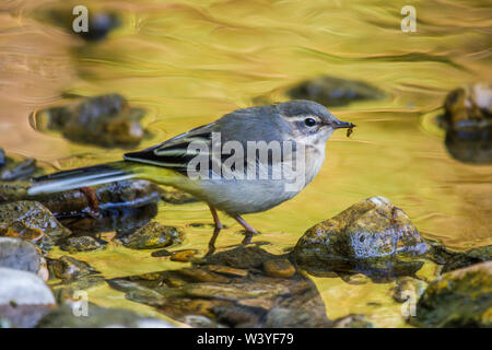 Gebirgsstelze, Gebirgsstelze (Motacilla cinerea) Jungvogel Stockfoto