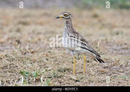 Eurasischen Stein - Curlew (Burhinus oedicnemus), Lleida, Katalonien, Spanien Stockfoto