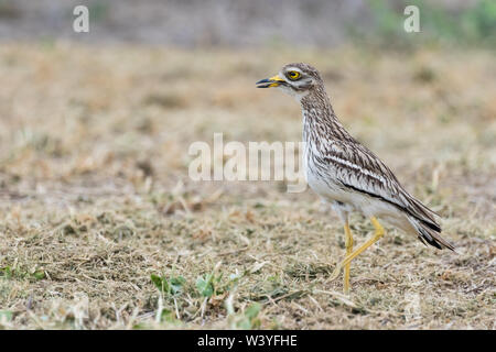 Eurasischen Stein - Curlew (Burhinus oedicnemus), Lleida, Katalonien, Spanien Stockfoto