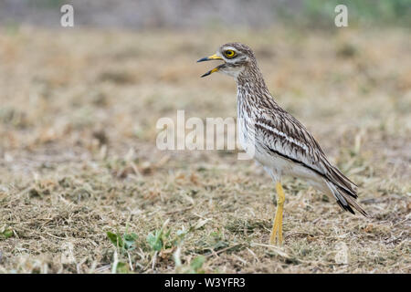 Eurasischen Stein - Curlew (Burhinus oedicnemus), Lleida, Katalonien, Spanien Stockfoto