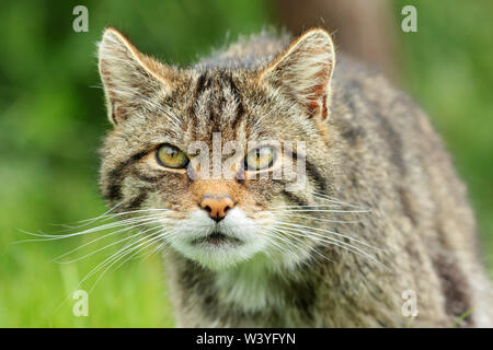 Schottische Wildkatze (Felis silvestris): Eine schwer fassbare und kritisch gefährdeten Arten Katze jetzt nur in abgelegenen Ecken der Schottischen Highlands gefunden. Stockfoto