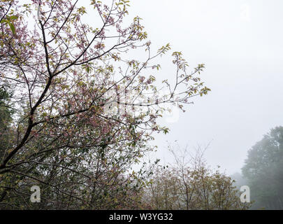 Kirschblüte Baum blüht mit den leichten Nebel am frühen Morgen des National Park. Stockfoto