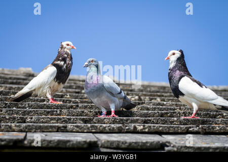 Racing Pigeon aus Rumänien machen eine Pause auf einem Bauernhof in Österreich (Columba livia domestica), sitzt neben 2 Ganselkröpfer Tauben Stockfoto