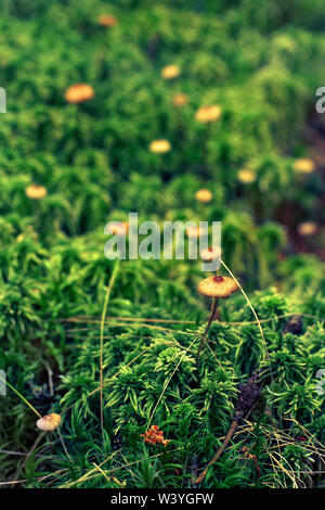 Ein sehr schöner Pilz Fliegenpilz mit zotten auf der Hut steht auf einem dünnen Stiel im Gras mit einem verschwommenen Hintergrund. Unscharfer Hintergrund. Stockfoto