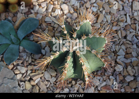 Nahaufnahme eines Astrophytum capricorne Kaktus in einem Steingarten wächst Stockfoto