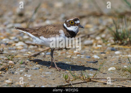 Flussregenpfeifer, Flußregenpfeifer (Charadrius dubius) Stockfoto