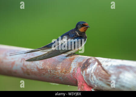 Rauchschwalbe, Rauchschwalbe (Hirundo rustica) Stockfoto