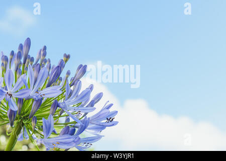 Blaue Agapanthus am Himmel mit Platz für copytext Stockfoto