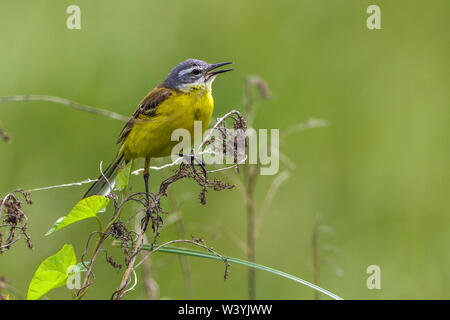 Western Schafstelze, Schafstelze (Motacilla flava) Männchen Stockfoto