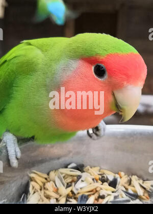 Lovebird Papagei auf der Bird Feeder mit Nahrungsmitteln Nahaufnahme. Stockfoto