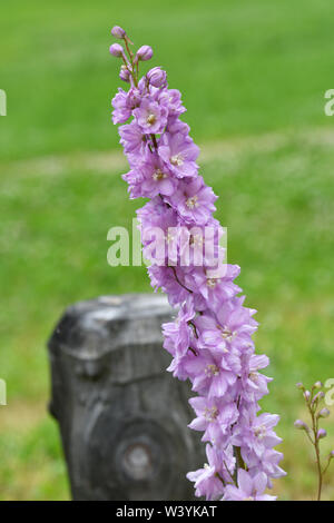 Lupine Blumen in einem Garten in der Nähe von Lappago (BZ), Südtirol, Italien. Stockfoto