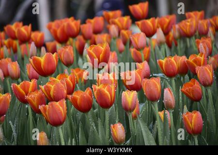 Bunte Tulpen in den Gärten von Chiang Rai, Thailand Exponat für Touristen zu besuchen ist eine Familie Rückzug bei schönem Wetter Stockfoto