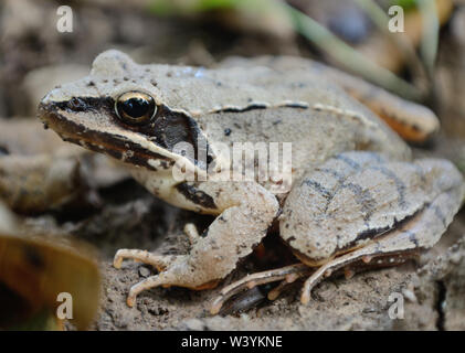 Nahaufnahme von frog Rana temporaria im Garten, Makro Fotografie Stockfoto