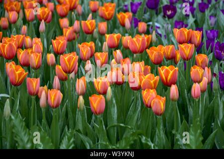 Bunte Tulpen in den Gärten von Chiang Rai, Thailand Exponat für Touristen zu besuchen ist eine Familie Rückzug bei schönem Wetter Stockfoto