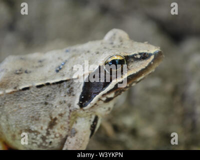Nahaufnahme von frog Rana temporaria, Makro Fotografie Stockfoto