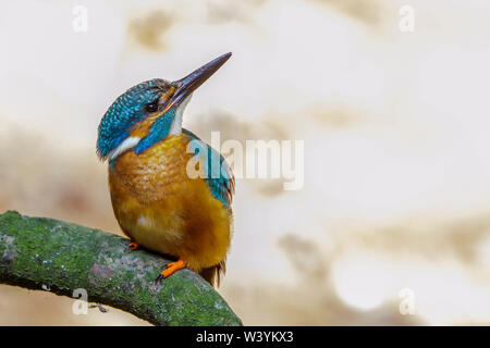 Fluss Eisvogel, Eisvogel (Alcedo atthis) Weibchen Stockfoto