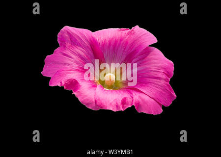 Ansicht von nur Alcea Blume auf schwarzem Hintergrund Stockfoto
