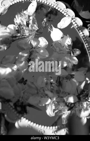 Eine Nahaufnahme einer Hand Spiegel in einem blühenden Baum. Stockfoto