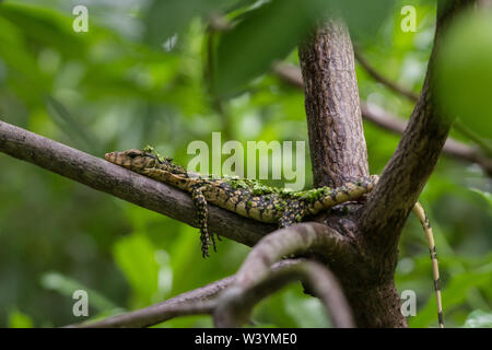 Südostasiatischer Wassermonitor (Varanus salvator macromaculatus) aus Bangkok, Thailand. Stockfoto