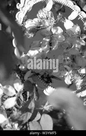 Eine Nahaufnahme einer Hand Spiegel in einem blühenden Baum. Stockfoto