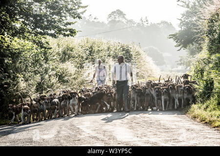 Huntsman wandern seine Hunde auf einem frühen Sommermorgen Stockfoto