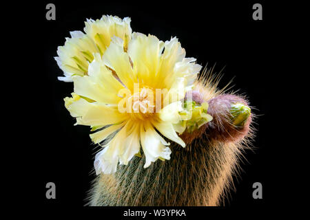 Exquisite gelb blühende Kakteen Notocactus Leninghausii, in voller Blüte. Stockfoto