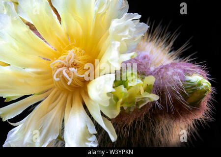 Exquisite gelb blühende Kakteen Notocactus Leninghausii, in voller Blüte. Stockfoto