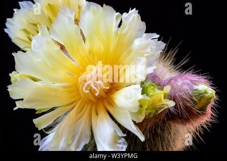 Exquisite gelb blühende Kakteen Notocactus Leninghausii, in voller Blüte. Stockfoto