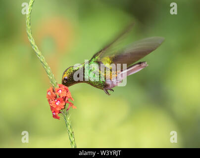 Die kupfernen - vorangegangen Emerald (Elvira cupreiceps) Kolibri, endemisch in Costa Rica, fliegen über Blumen Stockfoto