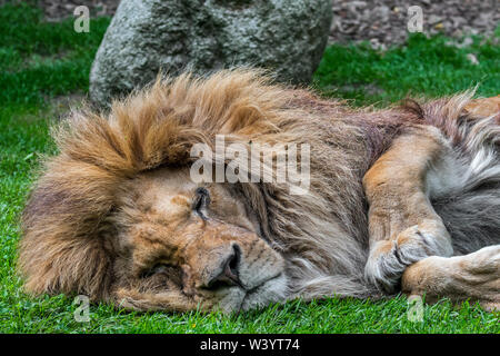 Close-up Portrait von schlafenden Mann afrikanischer Löwe (Panthera leo) Stockfoto