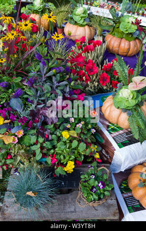 Eine bunte Anzeige von Gemüse und Pflanzen am Althorp Essen und Trinken Festival, eine jährliche Veranstaltung in Althorp House, Northamptonshire, Großbritannien Stockfoto