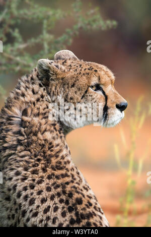 Nordosten Afrikas Cheetah/Sudan Gepard (Acinonyx jubatus soemmeringii) Native zu Sudan und Äthiopien Stockfoto