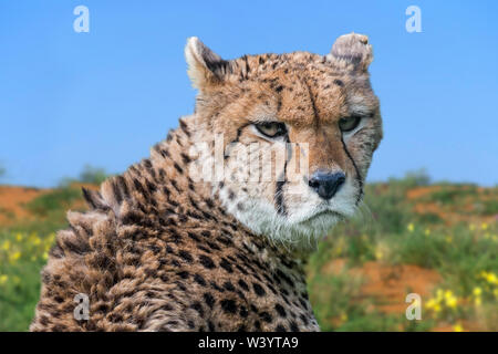 Nordosten Afrikas Cheetah/Sudan Gepard (Acinonyx jubatus soemmeringii) Native zu Sudan und Äthiopien Stockfoto