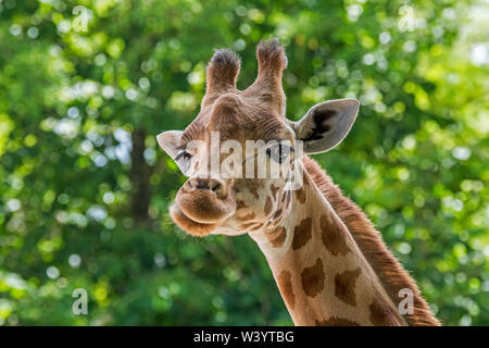 Kordofan Giraffe (Giraffa Camelopardalis antiquorum) Close-up von Kopf, native, Kamerun, Tschad, Zentralafrikanische und Sudan Stockfoto