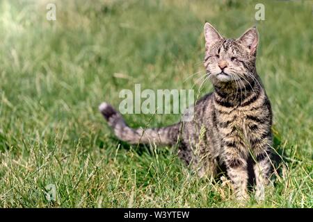 Blind streunende Katze sitzt auf einer Wiese. Stockfoto