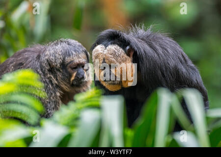 White-faced Saki/Guianan Saki/goldene-faced Saki (Pithecia pithecia) Männlichen und Weiblichen im Baum, beheimatet in Südamerika Stockfoto