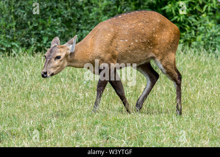 Indische hog Rotwild (Hyelaphus porcinus) Weiblich, aus Pakistan, Indien, Nepal, Bangladesch, China und Thailand Stockfoto