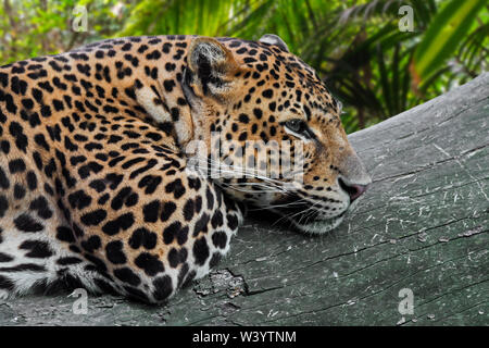 Javan Leopard (Panthera pardus Melas) ruht auf gefallenen Baumstamm im tropischen Regenwald, native auf der indonesischen Insel Java Stockfoto
