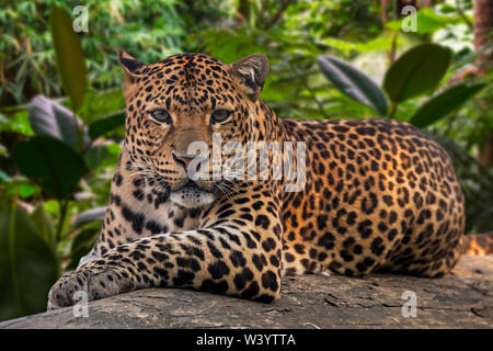 Javan Leopard (Panthera pardus Melas) ruht auf gefallenen Baumstamm im tropischen Regenwald, native auf der indonesischen Insel Java Stockfoto