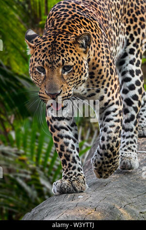 Javan Leopard (Panthera pardus Melas) laufen über gefallenen Baumstamm im tropischen Regenwald, native auf der indonesischen Insel Java Stockfoto